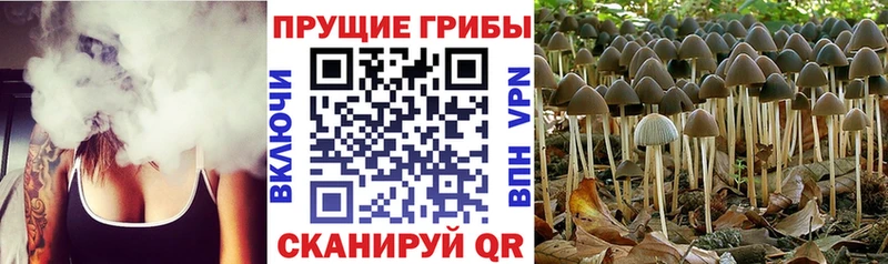 Галлюциногенные грибы MAGIC MUSHROOMS  мега маркетплейс  Благодарный 